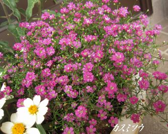 カスミソウ.jpg