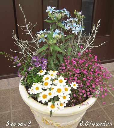 寄せ植え2011.6.jpg