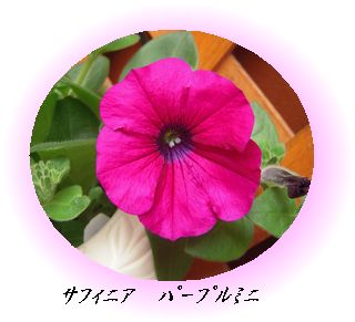 ｻﾌｨﾆｱﾊﾟｰﾌﾟﾙﾐﾆ花.jpg