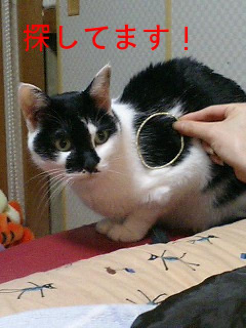 ももちゃんー1