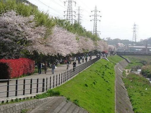sakura