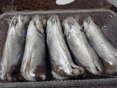 あじ姿寿し