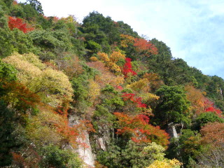 koyo1.JPG