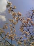桜.jpg