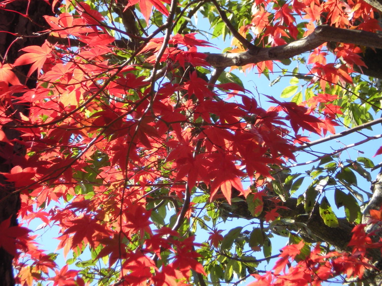紅葉.JPG