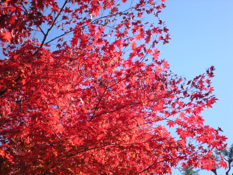 紅葉1.JPG