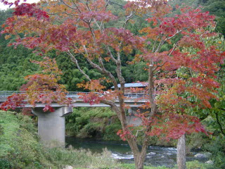 miyama11もみじ.JPG