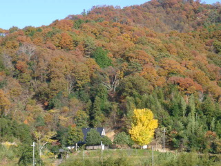 icho.JPG