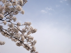 桜と青空２.JPG