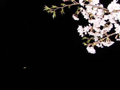 夜桜と月.JPG