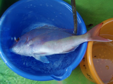 マダイ５００ｇ