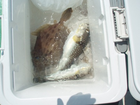 本日のクーラー