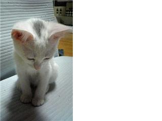ぱく