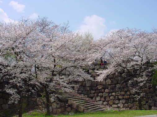 桜‐大阪城1