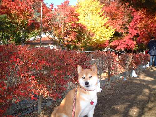 紅葉回廊