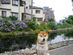 川の散歩道