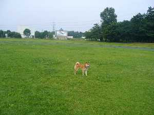 日高総合公園芝生広場