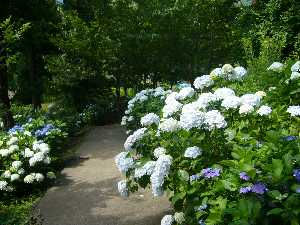 菖蒲園の紫陽花