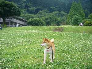 津久井湖花の苑地