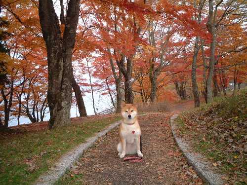 山中湖の紅葉