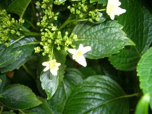 墨田の花火