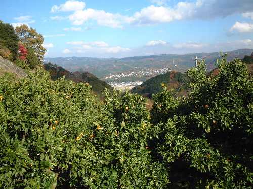 みかん山からの風景