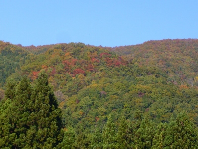 阿弥陀堂の山の紅葉