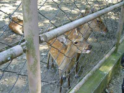 弥彦神社の鹿