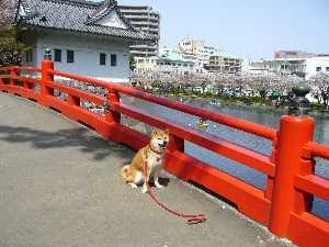 お堀の桜