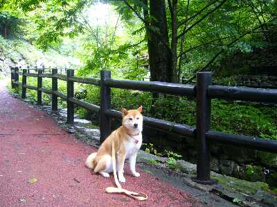 都民の森の道