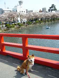 お堀の桜　まだ咲いてます