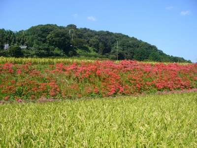 稲と彼岸花