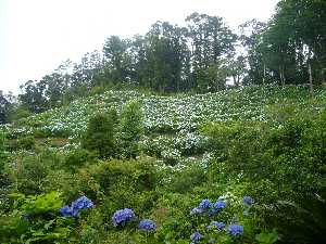 境内からの紫陽花