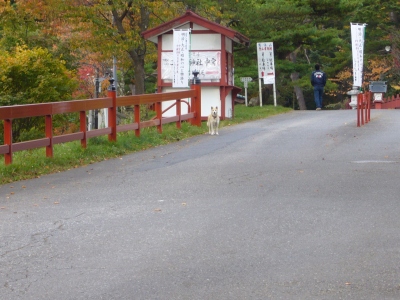 神社の犬