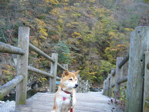 川への階段