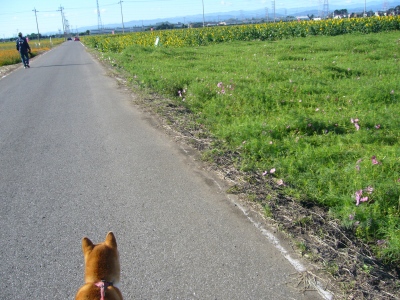 にったのコスモスの道