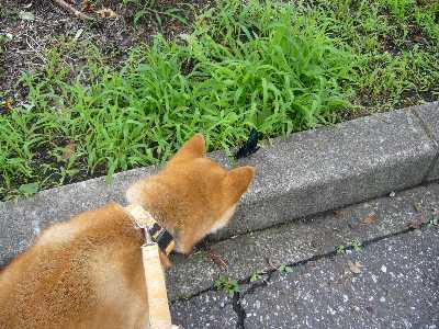 デイジー喋喋に興味津々