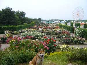 上から見たバラ園