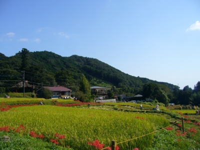 田んぼと彼岸花