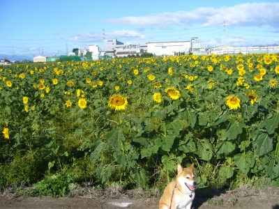 にったのひまわり