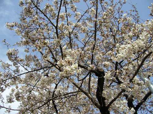 たまプラーザの桜