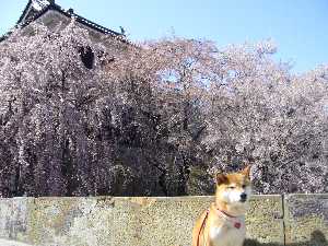 上田城の桜