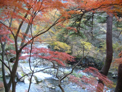 下りの紅葉きれい