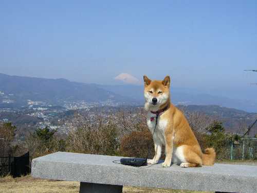 小室山からの富士山