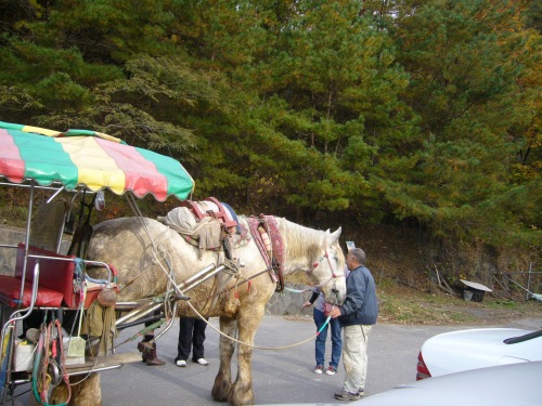 トテ馬車の馬