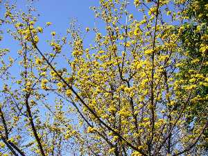 まんさくの花