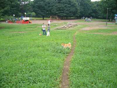 砧公園