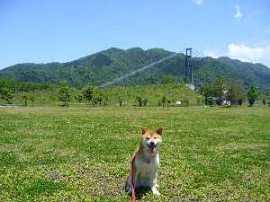 芝生広場　後ろは吊橋