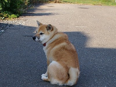 フォレストの柴犬クー