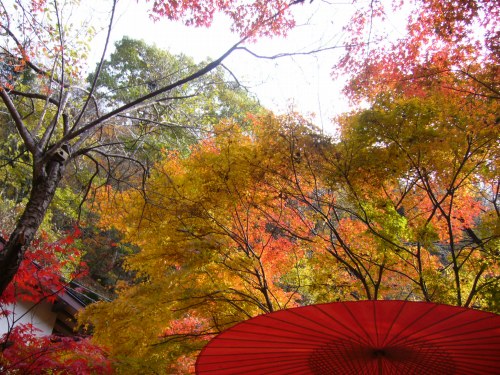 紅葉と鳥の巣箱